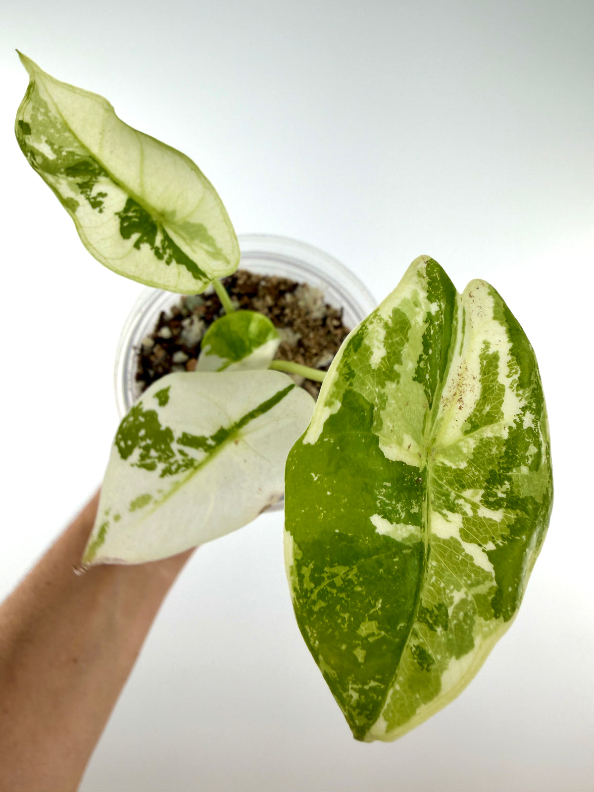 Alocasia Longiloba Pink Back Albo Variegated — heavily white albo arrowhead leaves marbled with green (exact plant)