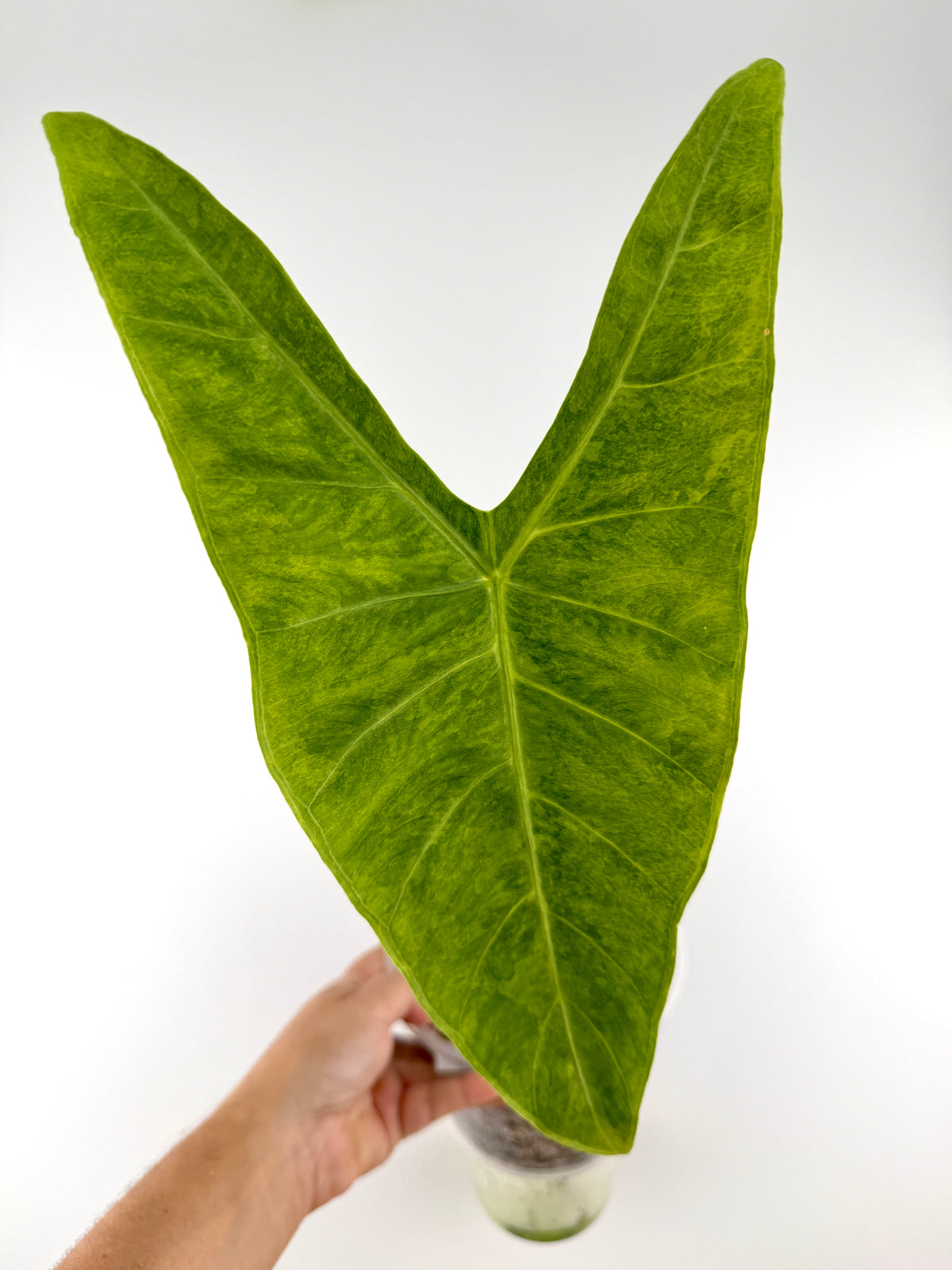 Alocasia Longiloba Sp. No ID Green on Green/Aurea Variegated mother plant — large arrowhead leaf marbled chartreuse and gold (exact plant)