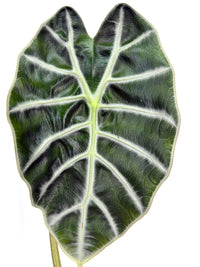 Alocasia Prince of Curup Pup