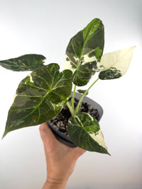 Alocasia Regal Shield Albo Variegated Mother Plant — mature multi-leaf plant with bold white albo sectors over deep green, one leaf nearly all white