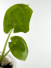 Alocasia Mahapatra "Shower Cap"
