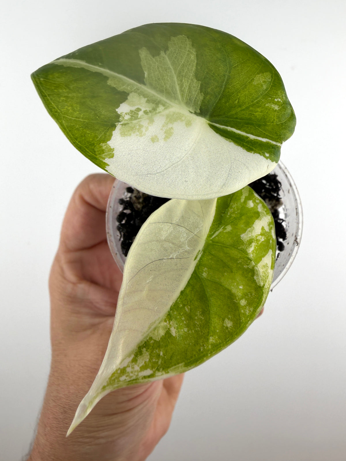 Alocasia Maharani Albo Variegated — quilted leaves with large creamy-white albo sections (exact plant)