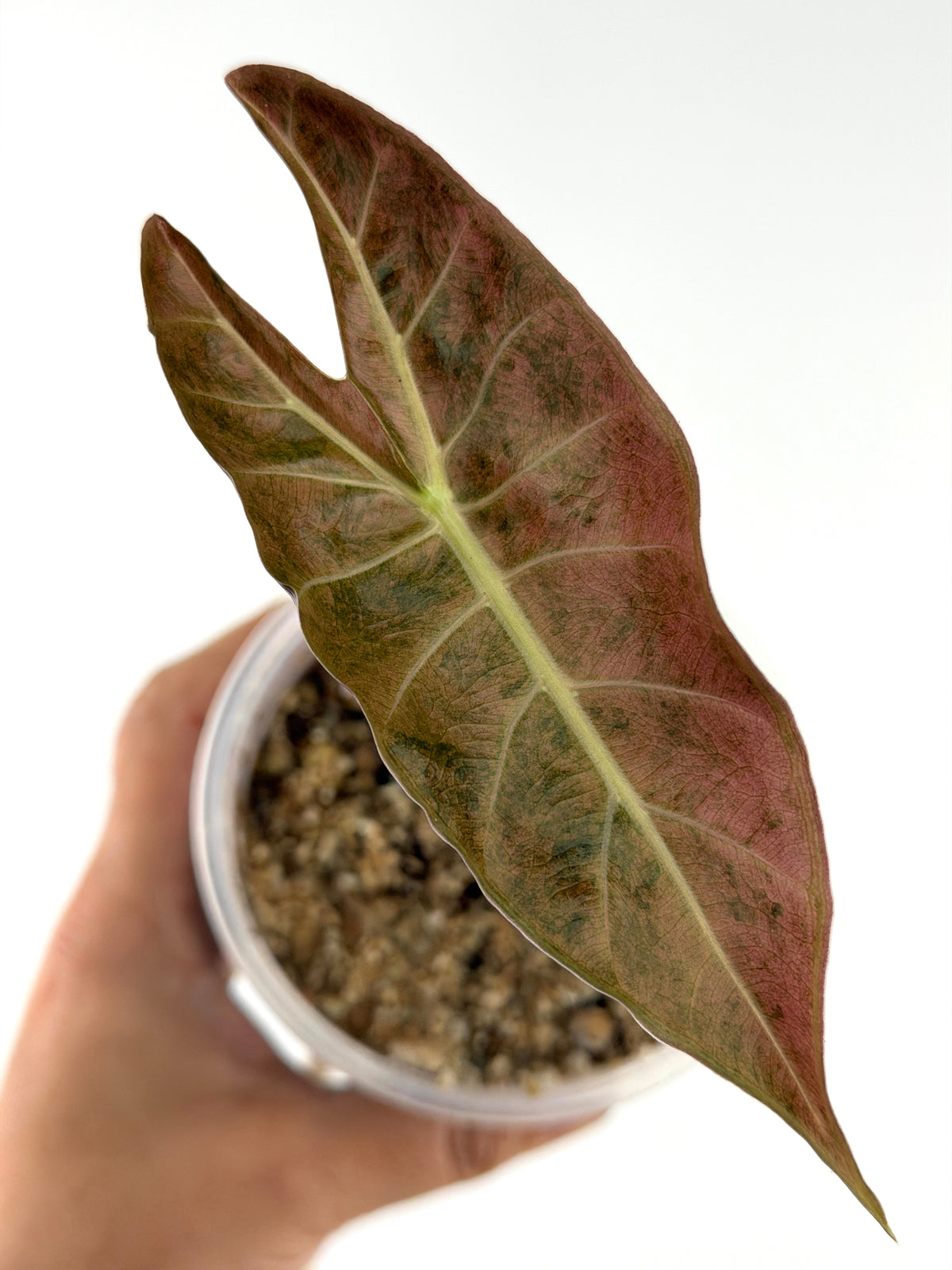 Alocasia Black Satun Pink Stardust — arrowhead leaf washed in dusty rose and speckled deep green (exact plant)