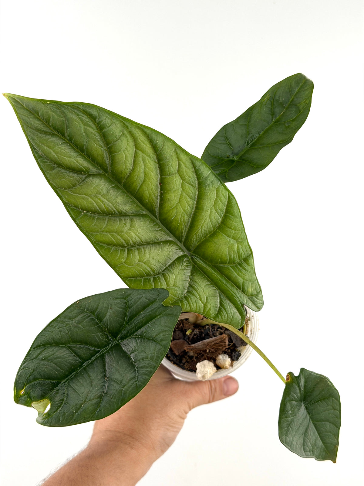 Alocasia Silver Wing Mother Plant - exact plant pictured