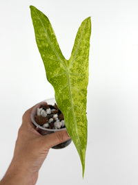 Alocasia Longiloba Golden Galaxy Variegated