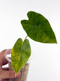 Alocasia Frydek X Gageana Aurea Variegated