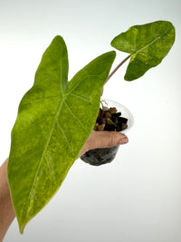 Alocasia Longiloba X Pink Dragon Aurea Variegated Mother Plant