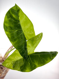 Alocasia Longiloba Creamy Variegated