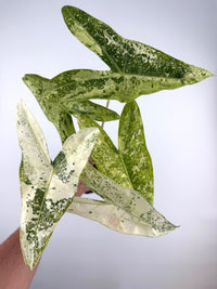 Alocasia Longiloba Thai Con Variegated Mother Plant