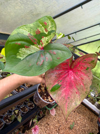 Caladium Thai Hybrid