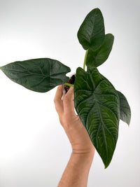 Alocasia Dragon Wing