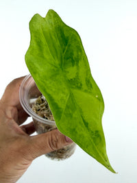 Alocasia Batwing Aurea Variegated