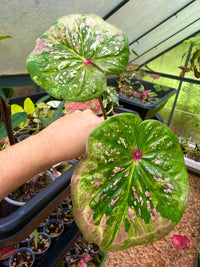 Caladium Thai Hybrid