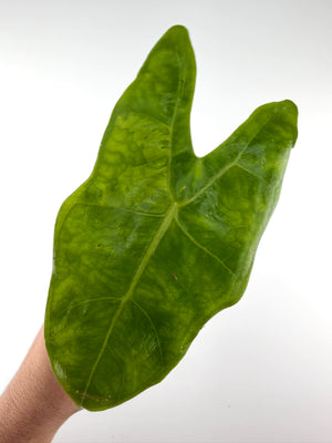 Alocasia Longiloba Sp. No ID From Indonesia, exact plant pictured