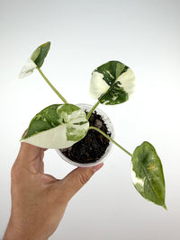 Alocasia Reversa Lumina Albo Variegated