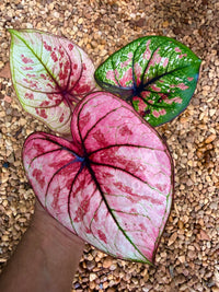 Caladium Thai Hybrid