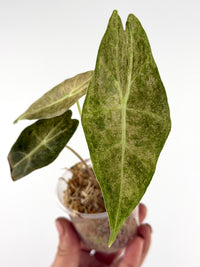 Alocasia Satun Stardust Variegated with long arrow-shaped leaves finely speckled mint and cream over green with silver midribs, in a moss cup