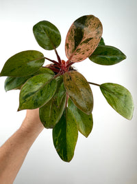 Philodendron Congo Pink Mint Dwarf