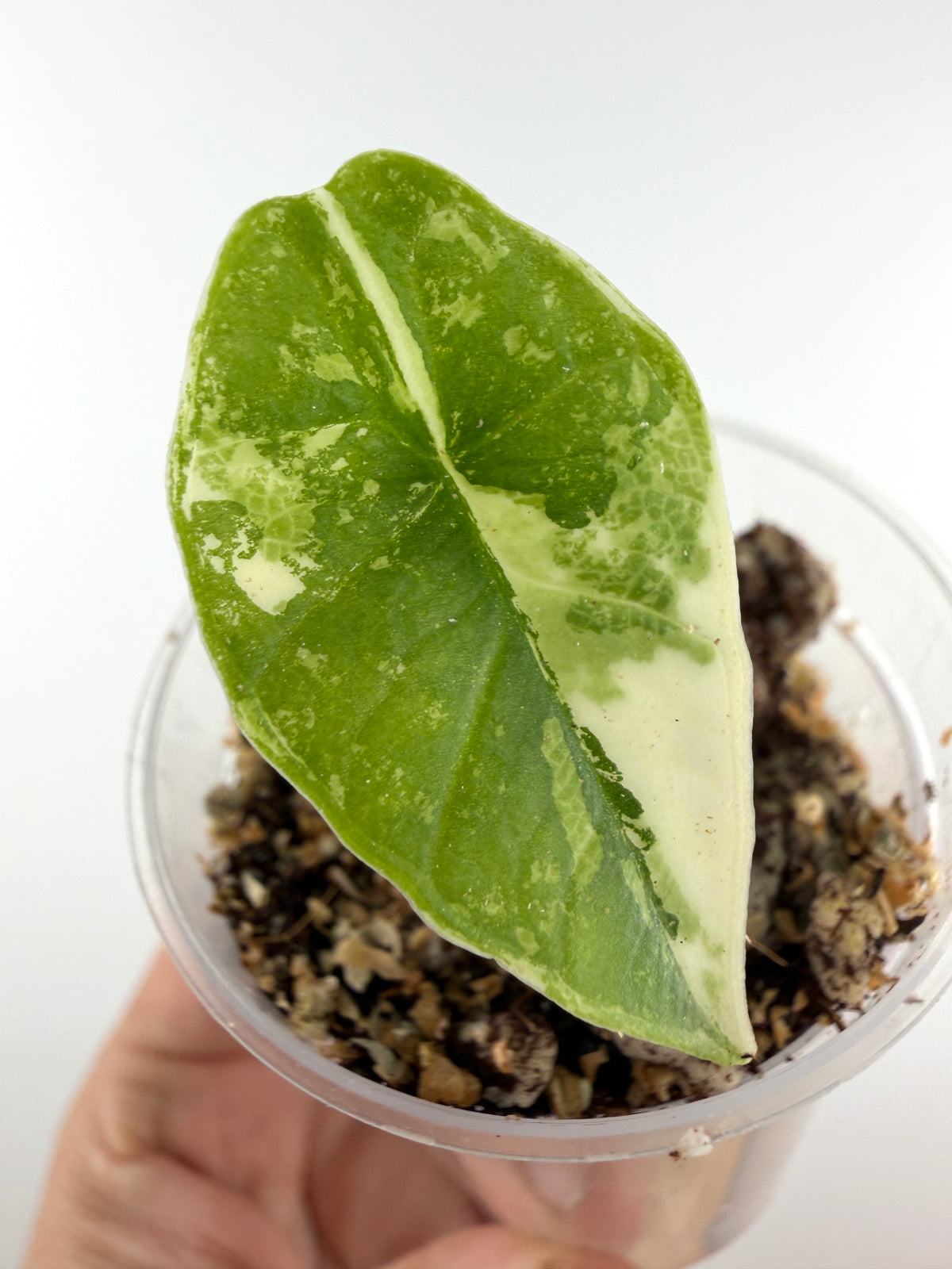 Alocasia Bisma Platinum Albo Variegated Pup - exact plant pictured