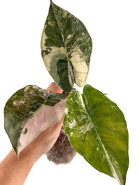 Alocasia Wentii Uhinkii Pink Variegated specimen #2, three broad shield leaves with deep green, cream, and blush-pink variegation
