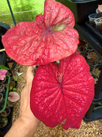 Caladium Thai Hybrid