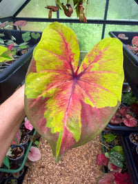 Caladium Thai Hybrid
