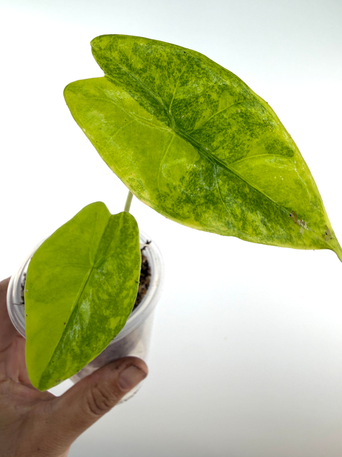 Alocasia Longiloba Lemon Splash Variegated — leaves drenched in lemon and lime with deep green marbling (exact plant)