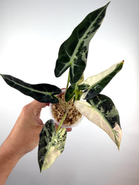 Alocasia Bambino Pink Variegated specimen #1, bushy dwarf plant with narrow scalloped dark-green leaves, crisp white veins and creamy albo variegation