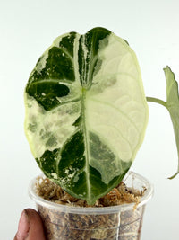 Alocasia Ninja Albo Pink Variegated specimen #1, one broad leaf split between deep green and creamy mint-white albo variegation with silver veins, in a moss cup