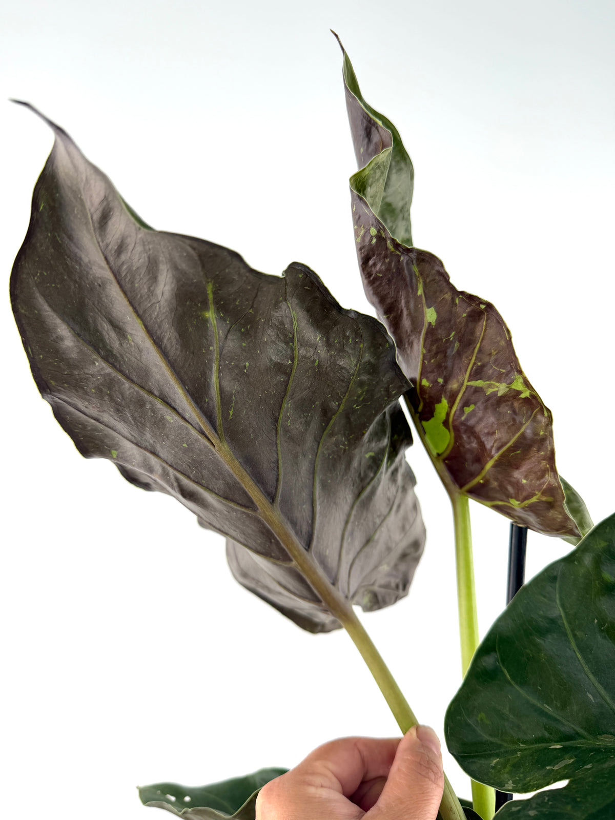 Alocasia Wentii Matrix Mutation mother plant, for reference