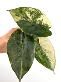 Alocasia Wentii Uhinkii Pink Variegated specimen #3, broad glossy shield leaves splashed with bold cream and white variegation over green