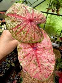 Caladium Thai Hybrid