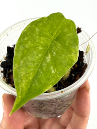 Alocasia Dragons Breath Aurea Pup
