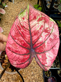 Caladium Thai Hybrid