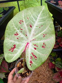 Caladium Thai Hybrid