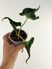 Alocasia Loco — deep green twisted, curling contorted leaves on tall petioles