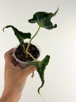 Alocasia Loco — deep green twisted, curling contorted leaves on tall petioles