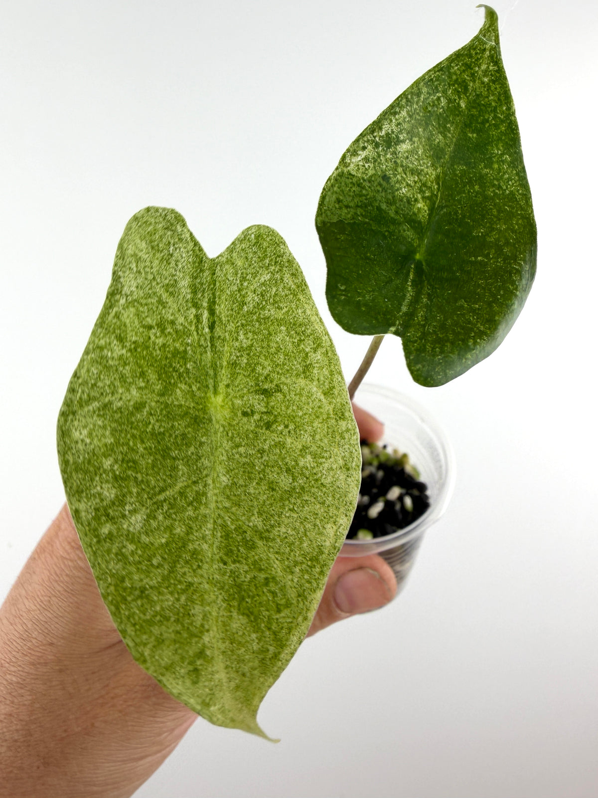Alocasia Satun Starburst Variegated — green leaves sprayed with dense white starburst variegation (exact plant)