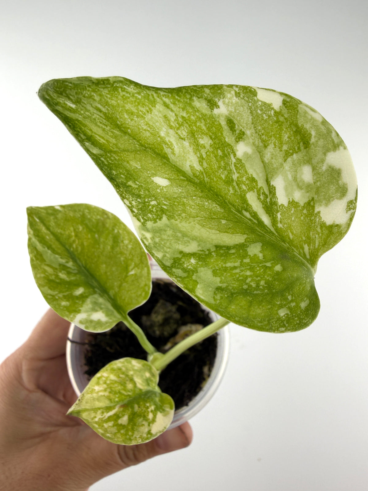 Monstera Cream Cheese — glossy heart-shaped leaves marbled lime, mint and cream (exact plant)