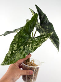 Alocasia Simpo Albo Variegated mother plant, full set of long arrow leaves dappled cream, mint, and albo white, well-rooted in a moss cup