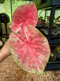 Caladium Thai Hybrid