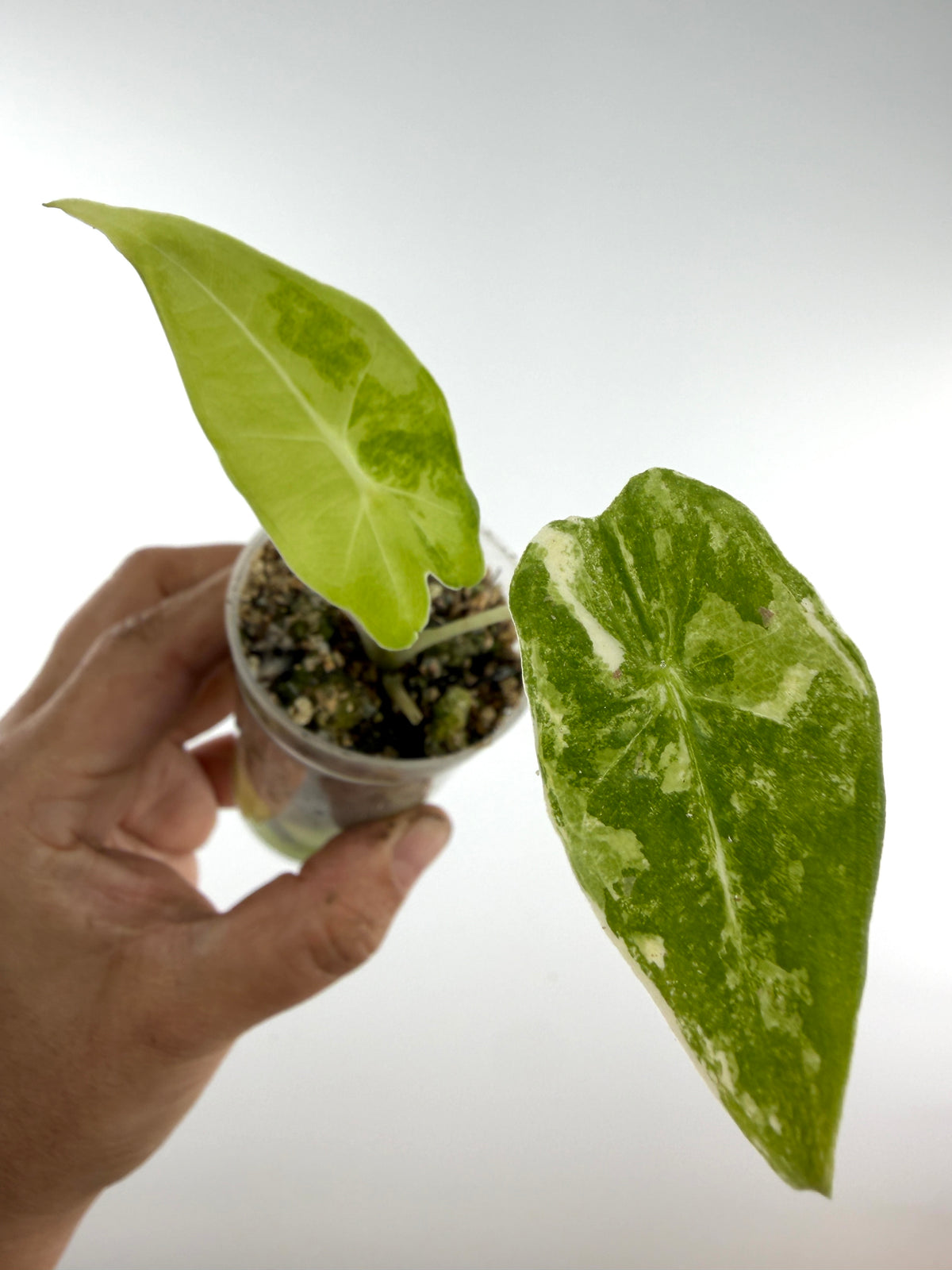 Alocasia Sarian Aurea Variegated — one butter-yellow leaf and one marbled green, lime and cream (exact plant)