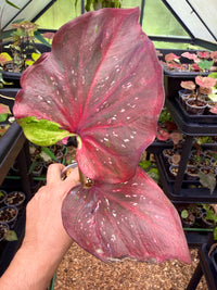 Caladium Thai Hybrid