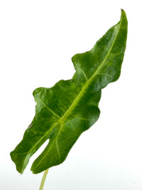 Alocasia Portei Green on Green Variegated