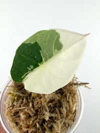 Alocasia Chaii Albo Variegated