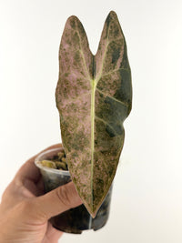 Alocasia Satun Black Stem Pink Stardust — near-black narrow arrow leaf dusted with pink stardust speckling and a pale midrib