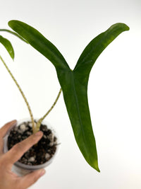 Alocasia Sp. Tigrina Wongii