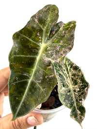 Alocasia Amazonica Candy Variegated — glossy dark green arrow-shaped leaves with pink and cream candy speckling and bright white veins