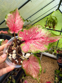 Caladium Thai Hybrid