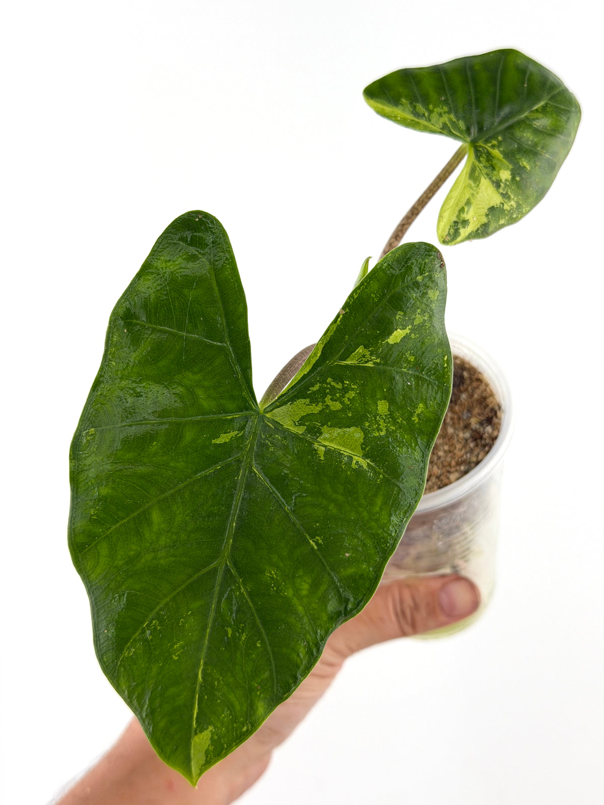 Alocasia Flemingiana Aurea Variegated — glossy deep-green leaves splashed with lime and gold on speckled stems (exact plant)